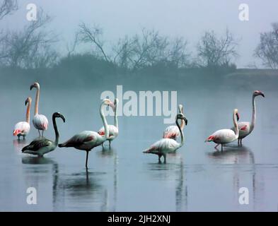 Flamingos cooling off in the lake, Dubai, United Arab Emirates Stock Photo