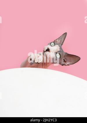 Playful sphynx cat. Isolated on pink, white background Stock Photo