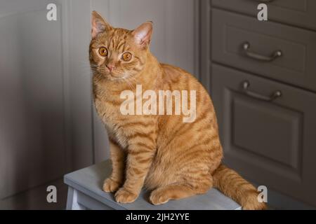A large young red tabby cat sits on a stool Stock Photo