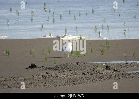 A herring gull standing on the mud of the Wadden Sea. The tide is changing from low to high. The plants growing in this salty environment is glasswort Stock Photo