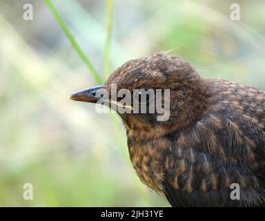 Portrait from a young common blackbird or Turdus merula. The background is blurred. Stock Photo