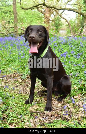A Chocolate Labrador Dog Sat Amongst Bluebells Stock Photo