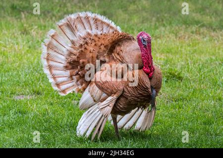 Rouge des Ardennes / Ardennes Red Turkey / Red Ardennes turkey male / tom / gobbler, most popular breed of domestic turkey in France Stock Photo