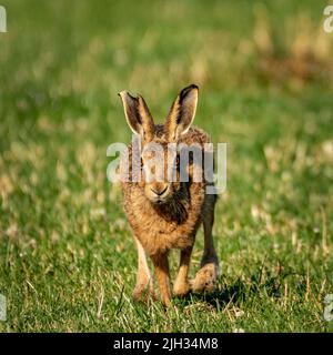 An adult brown hare sitting and running in a farmers field Stock Photo