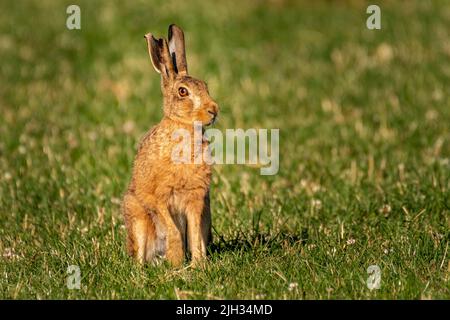 An adult brown hare sitting and running in a farmers field Stock Photo