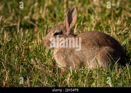 a baby hare, leverett, munches on grass in a farmers field Stock Photo