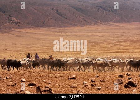 NGORONGORO - Sept. 23, 2012: Maasai people are driving cow cattle in the crate bottom to drink water, Tanzania Stock Photo