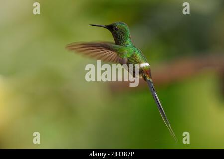 Green Thorntail - Discosura conversii small hummingbird in the brilliants, tribe Lesbiini of subfamily Lesbiinae, green bird found in Colombia, Costa Stock Photo