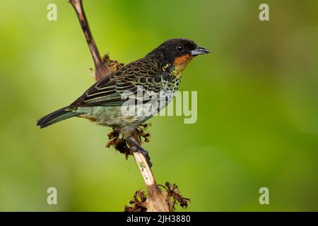 Rufous-throated Tanager - Ixothraupis rufigula bird in Thraupidae, found in Colombia and Ecuador in subtropical or tropical moist montane forests and Stock Photo