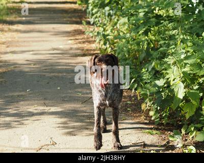 Hunting dog of German breed Drathaar outdoors in summer in natural habitat. Stock Photo