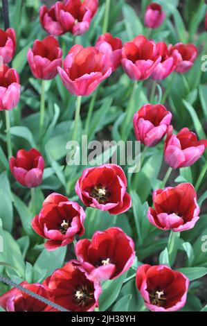 Dark red tulips (Tulipa) Poetin bloom in a garden in April Stock Photo
