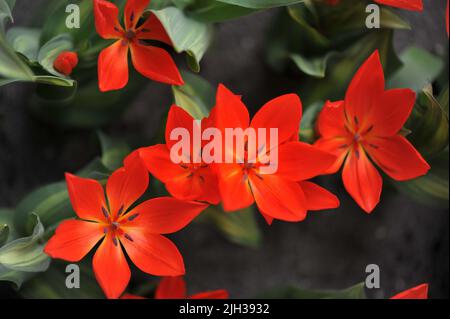Red Miscellaneous tulips (Tulipa praestans) Fusilier with variegated leaves bloom in a garden in March Stock Photo