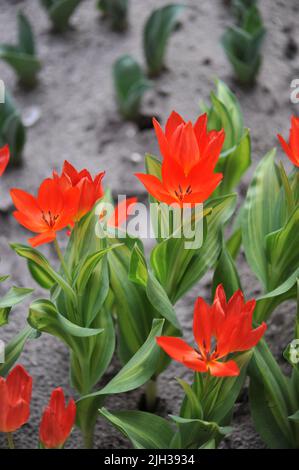 Red Miscellaneous tulips (Tulipa praestans) Fusilier with variegated leaves bloom in a garden in March Stock Photo