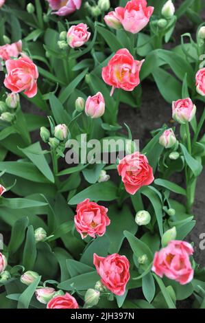 Pink multi-flowered Double Late tulips (Tulipa) Princess Angelique bloom in a garden in April Stock Photo