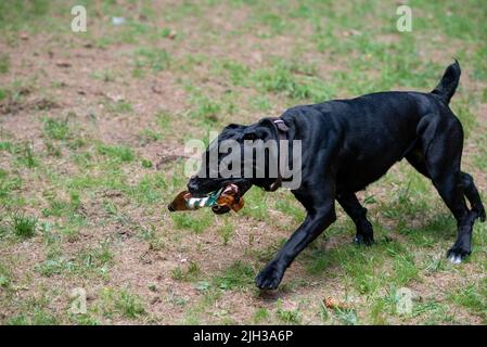 Cane Corso of dark color, running with a plastic bottle in his mouth. High quality photo Stock Photo
