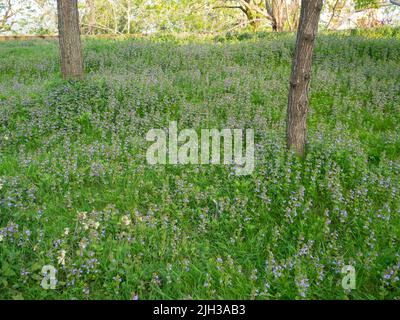 Bluebells on the green grass. Flowers in the spring in the park among the trees. Many small blue flowers Stock Photo