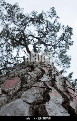 Brown bark of Pine Tree. Eco background Stock Photo