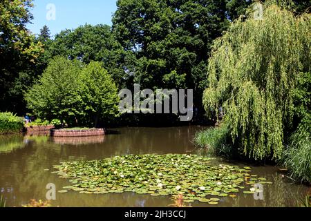 Water Lily Pond and Weeping Willow Tree in Wisley RHS Gardens Surrey England Stock Photo