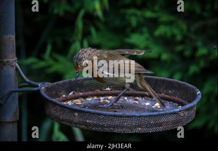 Juvenile robin bird "Erithacus rubecula", stands in basket to eat seed. Young bird's feathers moulting to red orange color. Dublin, Ireland Stock Photo