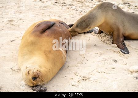 Sea lion pup nurses on mother sea lion on beach in Galapagos Stock Photo