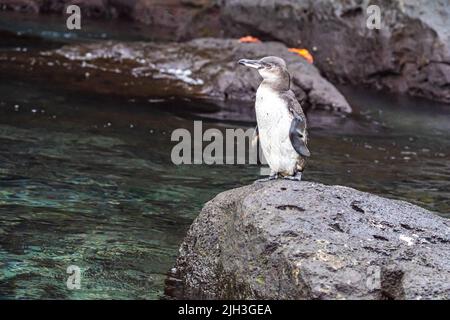 Galapagos penguin perched on volcanic rock in the Galapagos Stock Photo