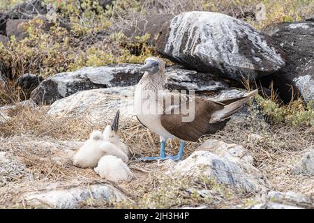 Blue-footed booby with distinctive bright blue feet with young chicks in the Galapagos Stock Photo