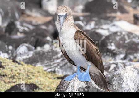 Blue-footed booby with distinctive bright blue feet in the Galapagos Stock Photo