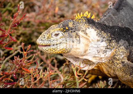 Galapagos Land Iguana Are Large Lizards With A Spiky Dorsal Crest Stock 