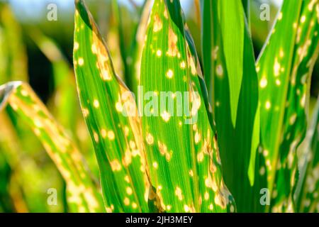 Closeup corn leaves wilting and dead after wrong applying herbicide in cornfield Stock Photo