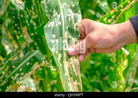 Close up hand of farmer touching wilting corn leaves after applying herbicide Stock Photo