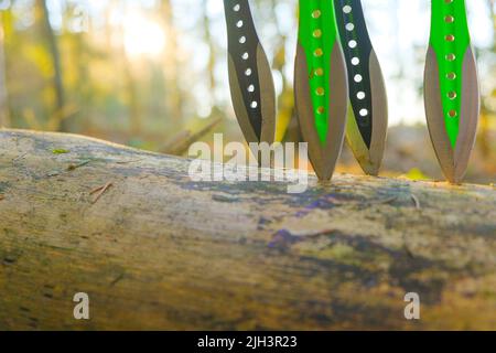 Throwing knives in a log in a forest.Sport and hobby concept. metal knives for throwing in a mans hands on a fir forest background.Outdoor sports Stock Photo