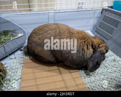 Close up of a beautiful, fuzzy brown domesticated bunny inside a large cage Stock Photo