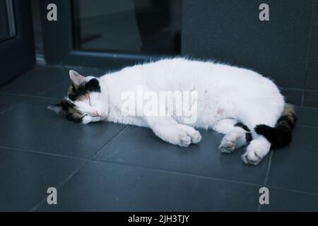 Humours photo of lazy cat. Cat sleeping in the street. Stock Photo