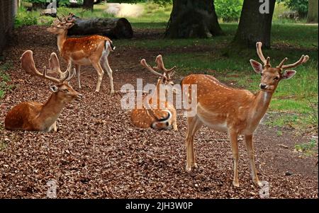 Deer at Dunham Massey NT hall & gardens, Altrincham, Cheshire, England, UK, WA14 4SJ Stock Photo