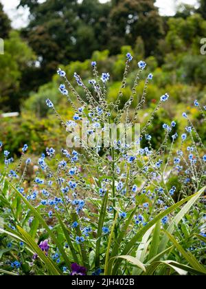 Blue Flowers Known as Chinese hound's tongue or Chinese forget-me-not (Cynoglossum amabile), in the Garden on a Cloudy Day Stock Photo