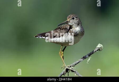 A solitary sandpiper 'Tringa solitaria', looking back from a dead willow branch in rural Alberta Canada. Stock Photo