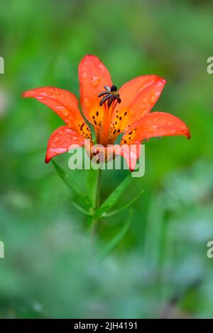 A vertical image of a brightly colored wood lily (Lilium philadelphicum); growing wild in a rural area in Alberta Canada