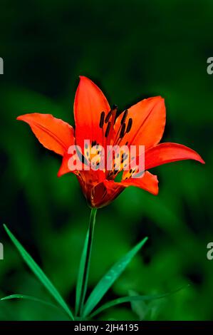 A vertical image of a brightly colored wood lily (Lilium philadelphicum); growing wild in a rural area in Alberta Canada