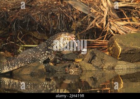 Crocodiles, land monitors, water monitors in Sri Lanka Stock Photo