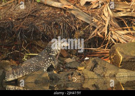 Crocodiles, land monitors, water monitors in Sri Lanka Stock Photo