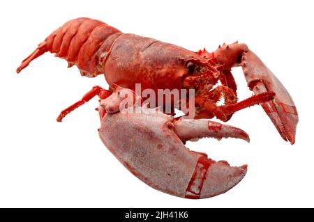 Tender boiled red lobster isolated on white background with clipping path cutout concept for seafood diner, delicious marine delicacy and luxury dinin Stock Photo