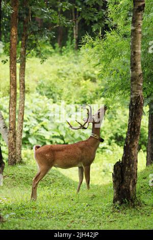Brow-antlered Deer, Thamin (Rucervus eldii thamin) in Huai Kha Khaeng Wildlife Sanctuary, Uthai Thani, Thailand. Stock Photo
