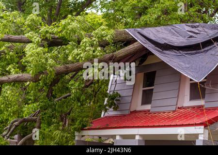 A heavy tree falls down on a roof top during a storm, but a tarp covers the damage until the rain stops and the roof is fixed Stock Photo