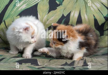 pair of kittens have fun playing as they sit on an outdoor chair on the patio Stock Photo