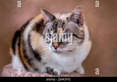 Pretty calico cat sits on a stool and poses for a portrait Stock Photo