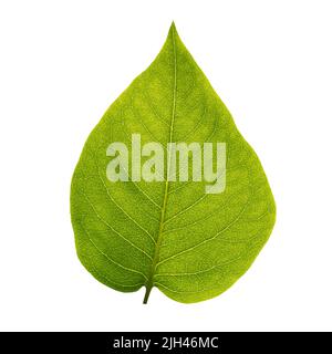 Front view of a green leaf with veins isolated on white Stock Photo