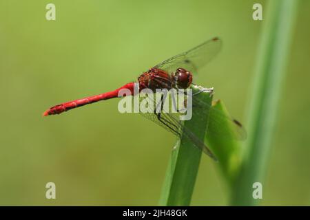 A Ruddy Darter Dragonfly, Sympetrum sanguineum, perching on a reed at the edge of a pond. Stock Photo