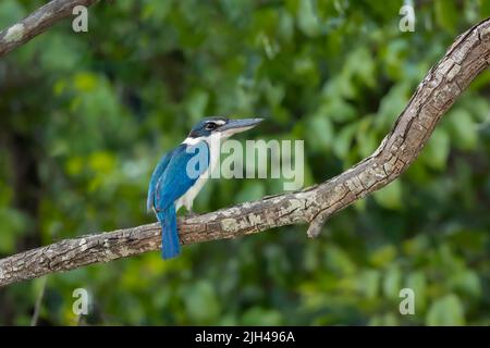 Close-up of a Collared Kingfisher perching on a branch Stock Photo