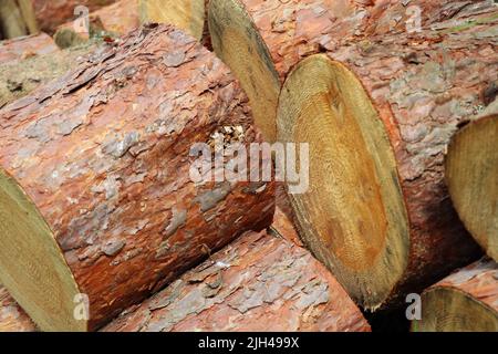 Chopped and stacked up dry firewood at the countryside. Stock pile of timber, chopped down trees Stock Photo