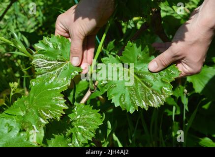 Farmer showing anthracnose fungus disease on grape vine leaves. Grapes anthracnose symptoms. Stock Photo